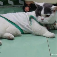 nhỏ tác giả bị khùm