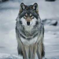 Quang Anh ( dạng sói )