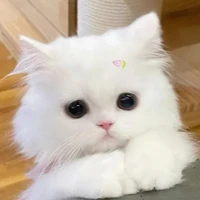 bean(mèo có thể nói chuyện)