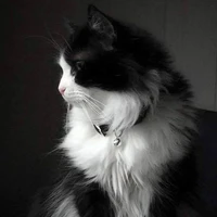 maily
