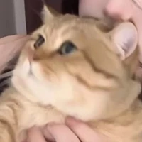 T/g ngáo lozn