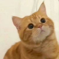 chíp