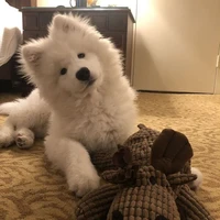 dogy