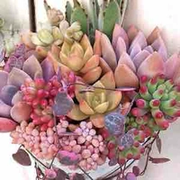 Đa nhân vật nữ