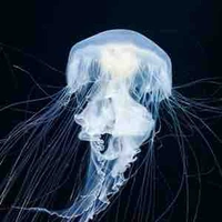 Tác giả đây 🫰🏻