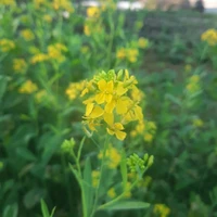 D.Hương (Tác giả) 