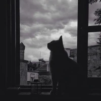 Sumi ( Noa)