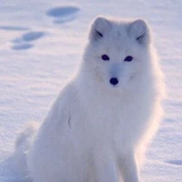 Shiro ( Fuyu)
