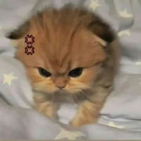 Cả nhóm(tùy vô ng)