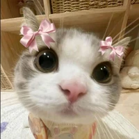 Hệ thống 1016 / sara/