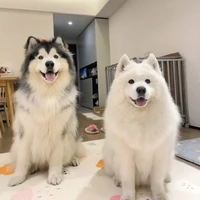 Bạch Bạch&Lão Đại_con của Chi