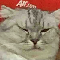 Mèo béo