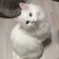 Boo