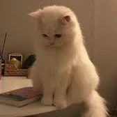 T/g mê game hay ngủ trễ