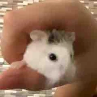 Hệ thống xàm (t/g)