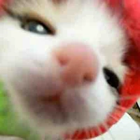 Tác giả bị đin:>