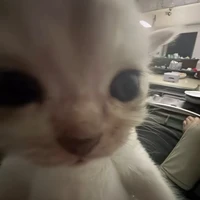 T/G cute phô mai que hột me xí muội