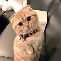 Mẹ của mèo