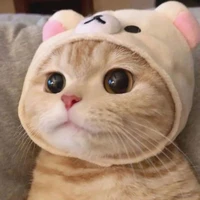 Chị của mèo