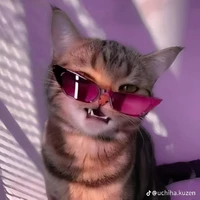 hệ thống meow meow