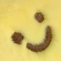 Cá Thòy Lòy(me:))