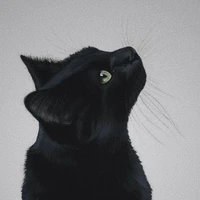 Dekisugi Hidetoshi [Cat]