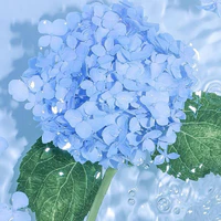 quýt lười