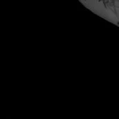 Cộng đồng mạng (fan)