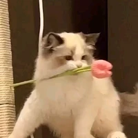 T/G cute