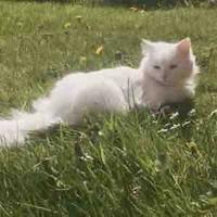 𝐍𝐡𝐚̂𝐧_𝐯𝐚̣̂𝐭_𝐩𝐡𝐮̣ ☆