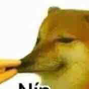 Chó 🐶 
