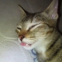 𝘽.𝙏𝙧𝙖𝙖𝙣ᥫᩣ