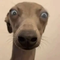 con này thích ngược