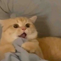 𝐃𝐮𝐧𝐠𝐲(tg)