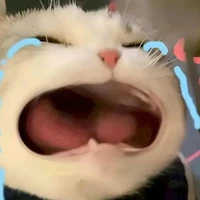 bé mèo xấu số
