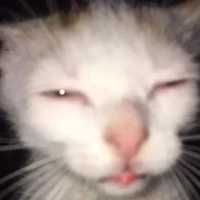 Cả lớp