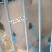koko