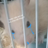 koko