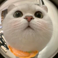 Duzily