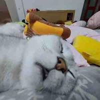 mấy con mèo khác.