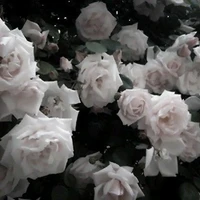 T/G Nghiện Yoichan❤👉👈