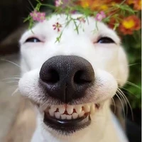 hệ thống / răng thưa /