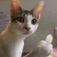 cả hai người🙂