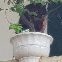 Tôilàskibidiplantsimpvợmạnhnhấtlịchsử🥵