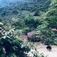 Bố