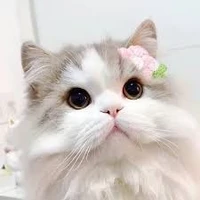Hệ tống 001