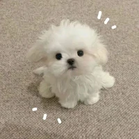 tgia là chóo🐶