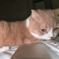 Trần Kha (bản mèo)