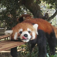 Hạ Hạ.