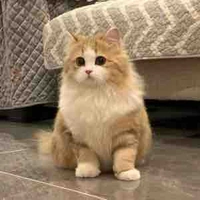 Mèo 